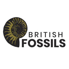 British Fossils