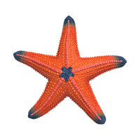 Schleich Starfish with Colour Change, product